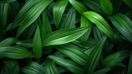 Wall Mural - Abstract green striped nature background, green textured leaf of the plant. natural eco background.