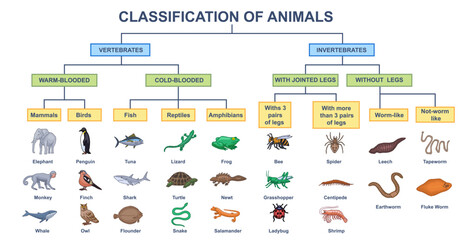 animal classification diagram. educational infographics for studying biology and wildlife. scheme wi