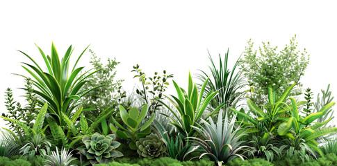 Green plant nature garden leaves background flora tropical decorative flower botany succulent. Summer design interior foliage white cactus floral pot texture fresh beautiful tree, transparent PNG