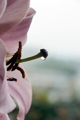 Poster - beautiful pink and red lilies in the garden close up