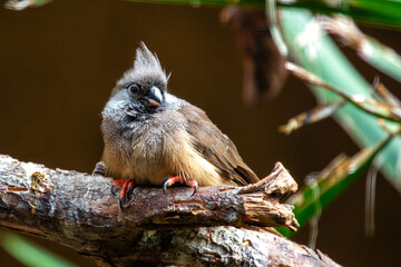 Speckled Mousebird (Colius striatus) - Commonly Found in Sub-Saharan Africa