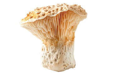 Wall Mural - Lions Mane mushroom isolated on a white background.