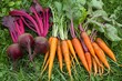 © Yulia - Fresh Harvest of Beetroots and Carrots on Grass - Colorful Vegetables for Organic Recipes, Healthy Eating, and Garden Design