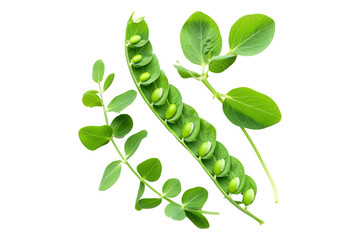 Wall Mural - Fresh green peas with leaves in open pods isolated on a white background.