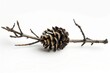 © Alena - A single pine cone resting on the end of a tree branch, natural and undisturbed