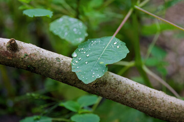 Poster - Water drops on leaves after rain