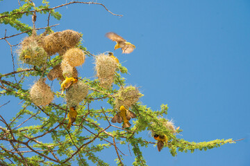 Wall Mural - Six Male Weaver Birds Building Nests