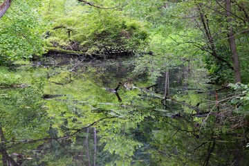 Poster - Basins and smaller ponds hidden  of the forest