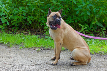 Sticker - Dog. Cane corso on the park