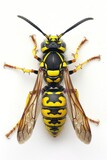 A close-up shot of a wasp sitting on a white surface, its body and wings visible