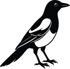 Wall Mural - Magpie silhouette on white background, Vector illustration