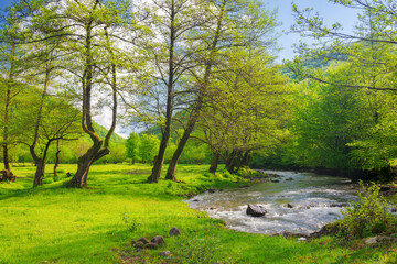 Wall Mural - river winding through forested landscape of carpathian mountains in spring. grassy meadow on the shore. sunny weather. scenery with rapid water stream in morning light