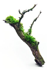 a close-up of a tree branch with lush green moss growing on it, set against a white background