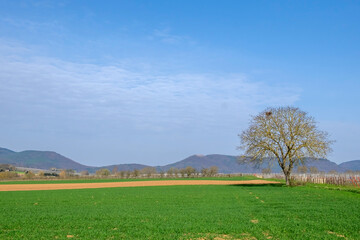 Sticker - Landschaft mit Walnussbaum, Pfalz