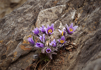 Close-up and spring view of Donggang pasque-flower(Pulsatilla tongkangensis) with pink flowers and leaves on the rock cliff near Jeongseon-gun, South Korea
