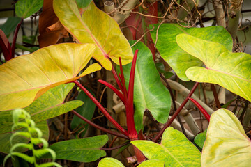 Wall Mural - Beautiful yellow leaves of an ornamental plant.