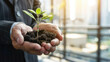 © otter2 - A photograph of hands cradling a small plant growing in soil, the hands are of a person in formal attire, the plant is healthy and green, close-up shot