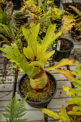 Wall Mural - Platycerium - a plant with large leaves in a pot.