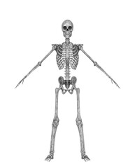 Wall Mural - skeleton in a pose