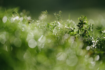 Wall Mural - nurturing earth's green life, environmental conservation, care for nature's global growth, concept o