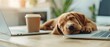 © KanitChurem - A cute brown puppy asleep on a laptop next to a coffee cup and another laptop in a cozy home office setting.