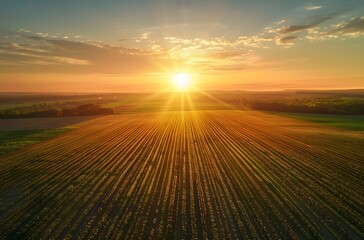 Wall Mural - Golden Sunrise Over Field Rows At Sunset