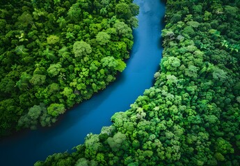 Wall Mural - Aerial View of River Winding Through Lush Forest