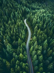 Wall Mural - Aerial View Winding Road Through Lush Forest