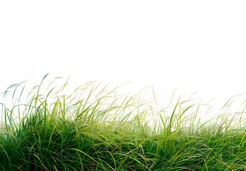 Poster - Isolated Green Grass Field with White Background