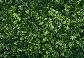 Wall Mural - Lush Green Grass Texture Background