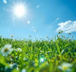 Sticker - Sunny Spring Meadow with Green Grass and Blue Sky