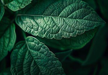 Sticker - Green Leaf Texture Background Macro Photography