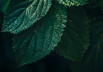 Poster - Dark Green Leaf Texture Macro Photography