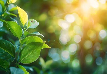 Wall Mural - sunlit green leaf blurred background
