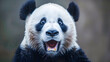 © Like Animals - Closeup portrait of a cute and fluffy giant panda bear with a surprised  amazed and impressed facial expression on a random studio background