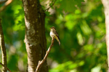 An Eastern Wood Peewee at Hoeft State Park, near Rogers City, Michigan.