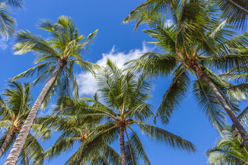 Beautiful palm trees at Hawaii