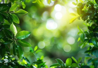 Wall Mural - sunlight through green leaves bokeh background
