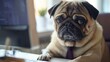 © savittree - Pug in a tie looking at a computer screen with a serious expression. Free space for text.