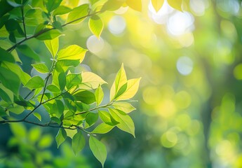Wall Mural - sunlight through green leaves in forest