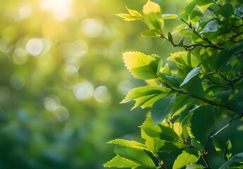 Wall Mural - sunlight through green leaves in lush forest