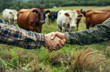 © DreamyStudio - Farmers shaking hands in front of cows