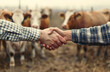 © DreamyStudio - Farmers shaking hands in front of cows