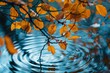© ylivdesign - Branch with yellow autumn leaves reflected in blue water creating ripples