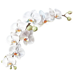 A branch of a white orchid. Isolated on a transparent background.