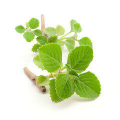 Close-up of fresh green organic Carom seeds (Trachyspermum ammi) or Ajwain leaves, isolated on a white background.