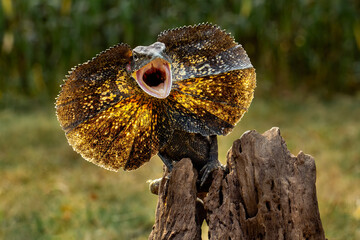 Wall Mural - The Frilled-necked Lizard (Chlamydosaurus kingii) is well-known for its dramatic defensive displays and unique appearance, making it a popular species in wildlife documentaries.