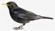 © atipong - Side view of a blackbird. isolated on white
