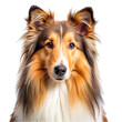 © shabbir - Portrait of the rough collie dog isolated on transparent background
