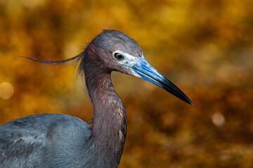 Closeup of a Blue Heron on a windy beach in Akumal Mexico.